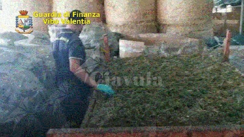 Calabria: Sequestrati 600 kg di marijuana e 5.200 piantine di canapa. Cinque persone in manette