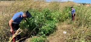 Calabria: Scovata piantagione di marijuana, due persone in manette item-thumbnail