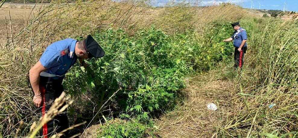 Calabria: Scovata piantagione di marijuana, due persone in manette