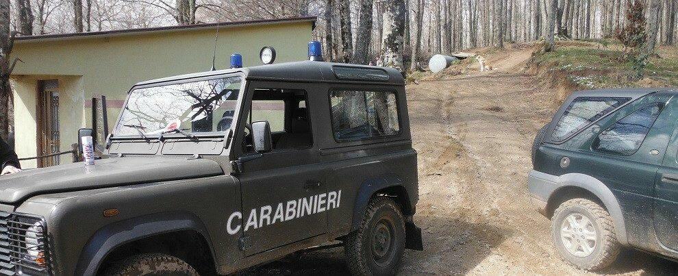 Beccati a fare razzia di legname in un bosco privato, 5 persone arrestate nel reggino