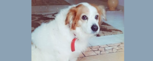 Smarrito un cane a Marina di Gioiosa Ionica. L’appello dei proprietari item-thumbnail