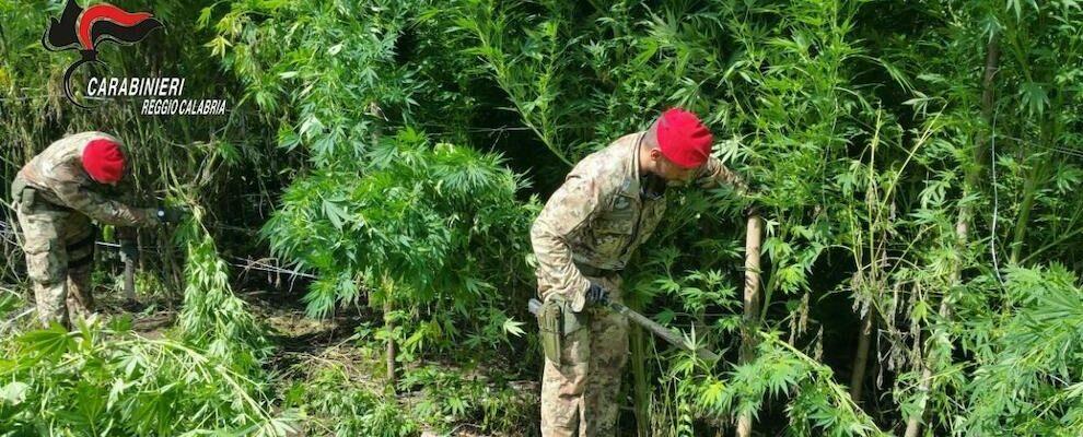 Scoperta una piantagione di marijuana, 4 arresti nel reggino