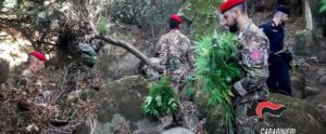 Scoperte due piantagioni di canapa nella Locride item-thumbnail