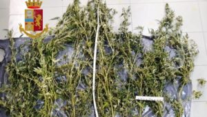 Coltiva 10 piante di marijuana sul terrazzo, denunciato item-thumbnail