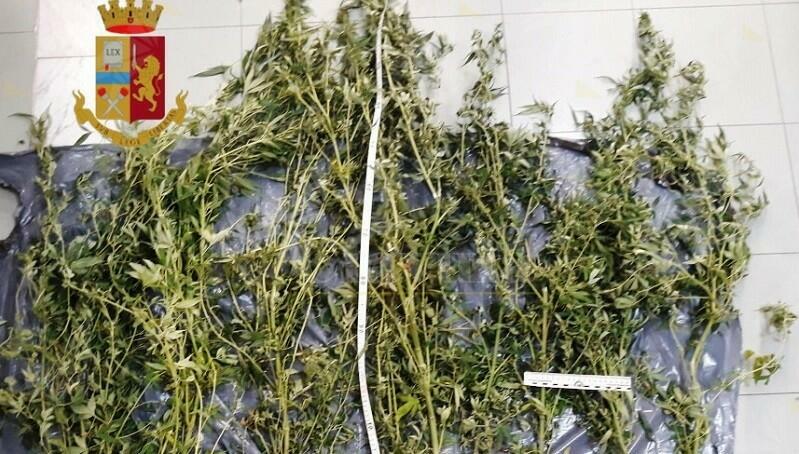 Coltiva 10 piante di marijuana sul terrazzo, denunciato