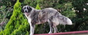 Cane smarrito a Focà di Caulonia item-thumbnail