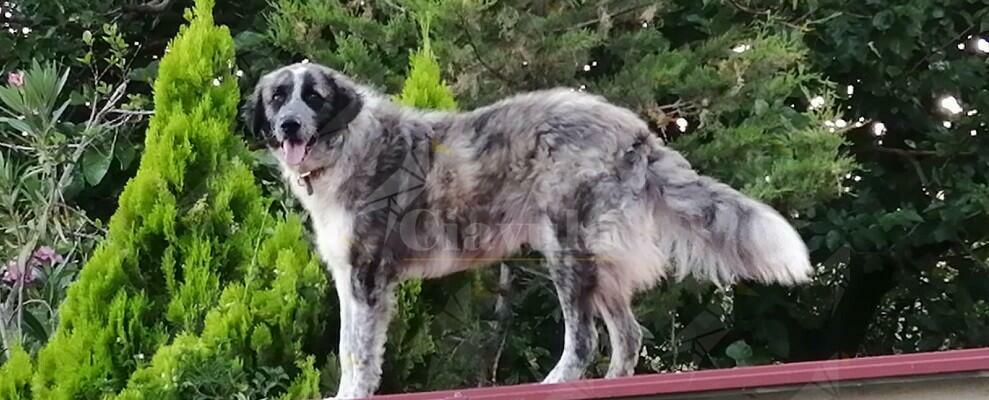 Cane smarrito a Focà di Caulonia