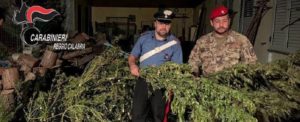 Droga, scoperta abitazione adibita ad essiccatoio nel reggino: due persone arrestate item-thumbnail