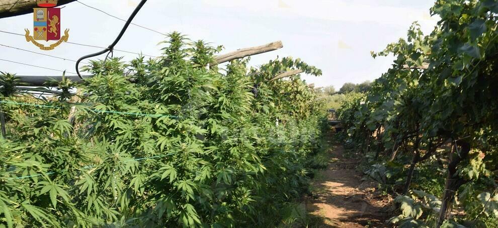 Rinvenuta vasta piantagione di marijuana. Tre persone in manette