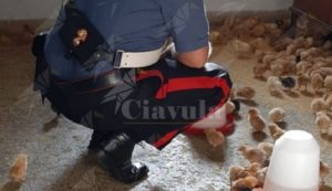 Trasporta in auto 1.480 pulcini in precarie condizioni e senza le dovute autorizzazioni, denunciato item-thumbnail