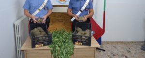 Trovato in casa con marijuana e animali protetti, ai domiciliari un 70enne calabrese item-thumbnail