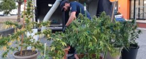 Beccata a coltivare marijuana in casa. In un’altra stanza il fratello non autosufficiente sommerso da rifiuti ed escrementi item-thumbnail