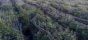Sequestrata enorme piantagione di marijuana item-thumbnail