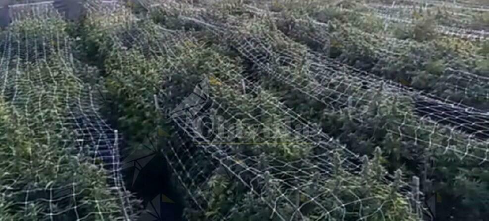 Sequestrata enorme piantagione di marijuana