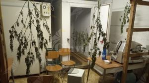Coltiva marijuana in casa, arrestato item-thumbnail