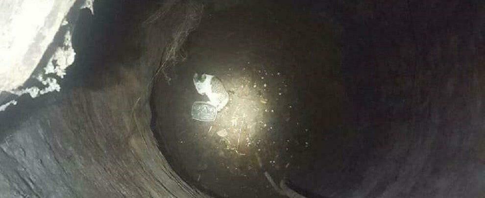 Gattino cade in un pozzo profondo sei metri, recuperato dai vigili del fuoco