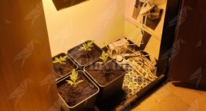 Coltiva cannabis in casa, denunciato item-thumbnail