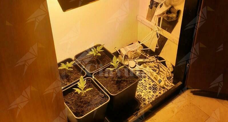 Coltiva cannabis in casa, denunciato