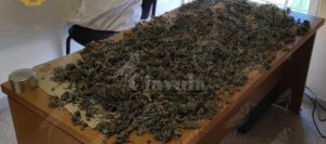 Coltiva piante di marijuana nella propria abitazione. Arrestato item-thumbnail
