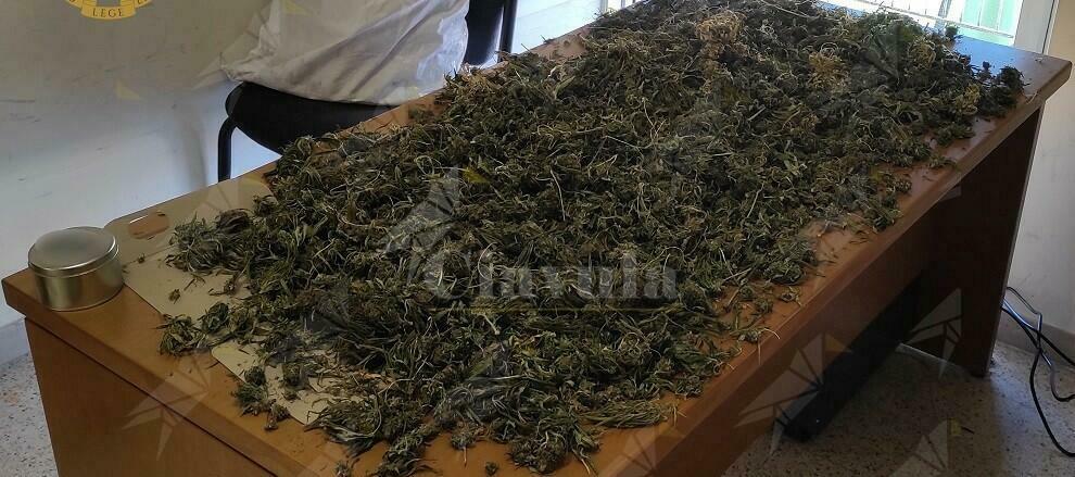 Coltiva piante di marijuana nella propria abitazione. Arrestato