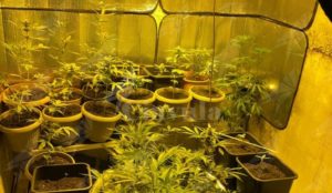 Coltivano marijuana in casa, in manette padre e figlio item-thumbnail