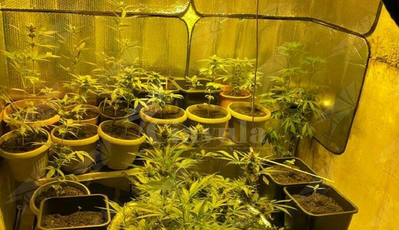 Coltivano marijuana in casa, in manette padre e figlio