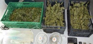 Nasconde in casa 1,5 kg di marijuana, arrestato item-thumbnail