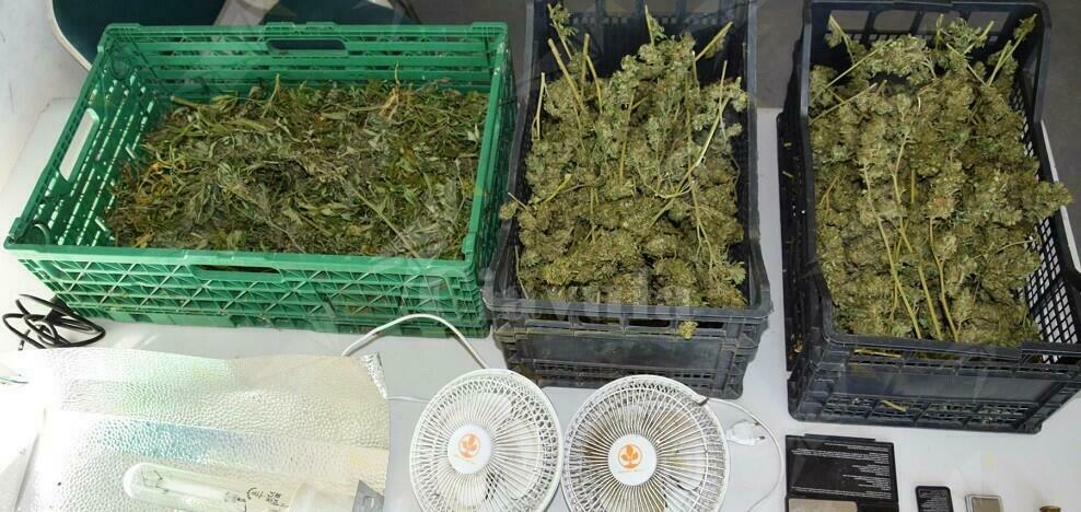 Nasconde in casa 1,5 kg di marijuana, arrestato