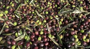 Rubano 150 kg di olive. Denunciati per furto aggravato item-thumbnail