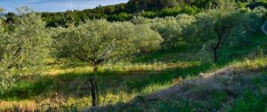Sorpresi a rubare olive, tre persone in manette item-thumbnail
