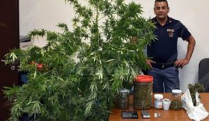 Coltiva marijuana nel suo terreno, arrestato item-thumbnail