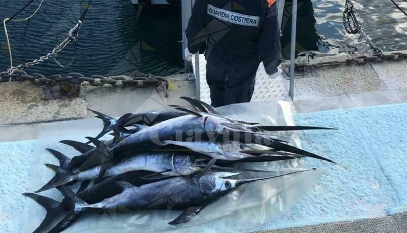 La guardia costiera sequestra centinaia di piccoli esemplari di pesce spada catturati illegalmente