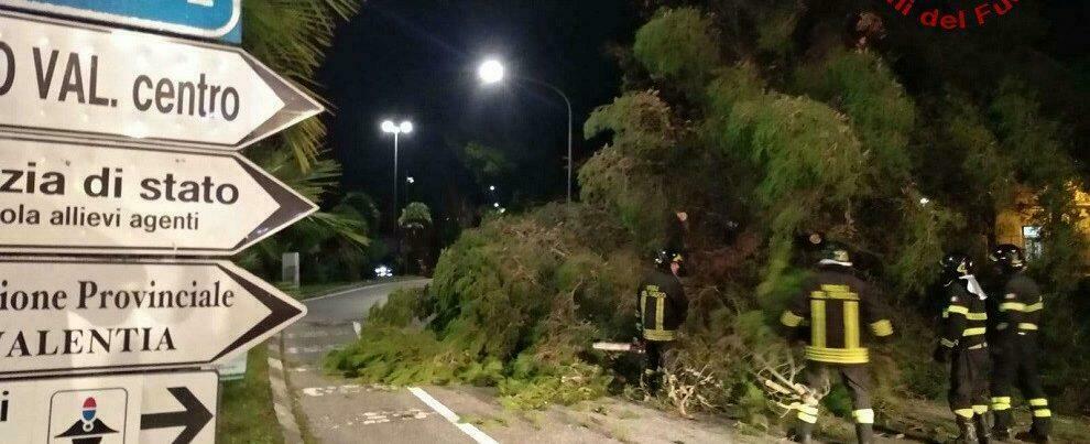 Calabria: albero cade e finisce in strada, intervengono i vigili del fuoco