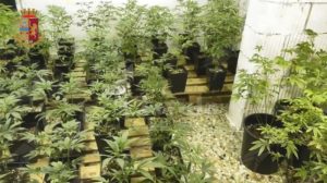 Detengono in casa 380 piante di marijuana e 39 mila euro in contanti. Tre persone in manette item-thumbnail