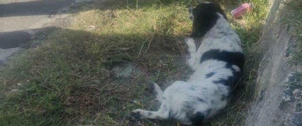 Monasterace: investito un cane sulla Statale 110, si cerca il proprietario