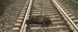 Stignano: sette cinghiali investiti da un treno, traffico ferroviario interrotto per alcune ore item-thumbnail