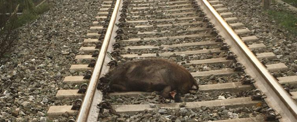 Stignano: sette cinghiali investiti da un treno, traffico ferroviario interrotto per alcune ore