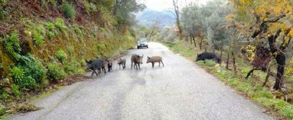 Branco di cinghiali invade la strada tra Pazzano e Bivongi