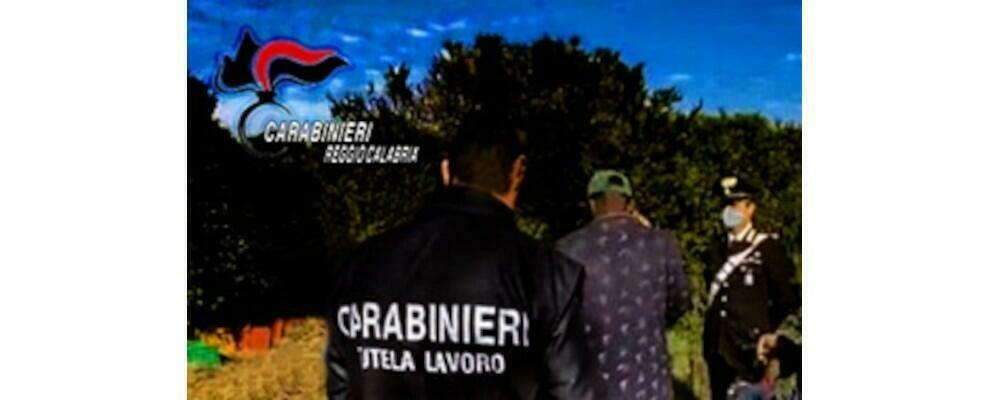 Lavoro nero: denunciati due titolari di aziende agricole nella Piana di Gioia Tauro. Sanzioni per 8000 euro