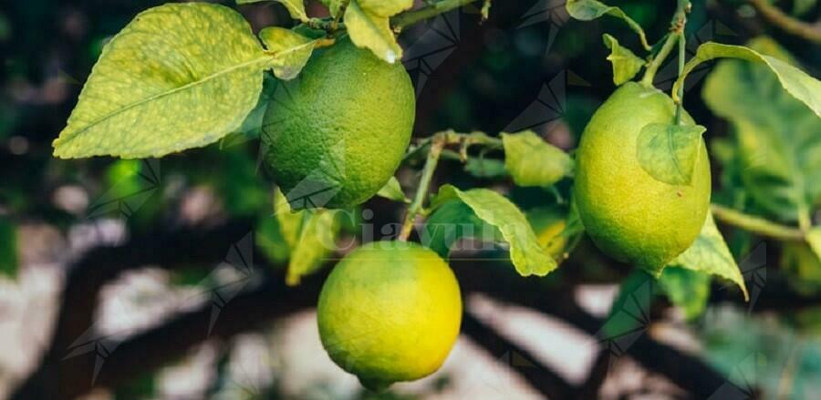 Calabria: Impiegavano lavoratori in nero per la raccolta degli agrumi, sanzionati