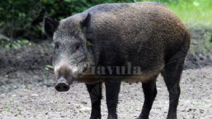 Alleva illegalmente un cinghiale, denunciato 70enne item-thumbnail