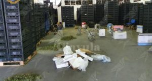 Nascondono 13 Kg di marijuana dal THC superiore al limite consentito tra la “Canapa light”. Indagati padre e figlia titolari di un’azienda agricola item-thumbnail