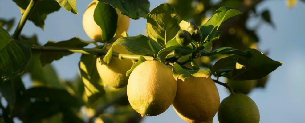 Beccati a rubare oltre un quintale di limoni, fermati e denunciati tre ladri