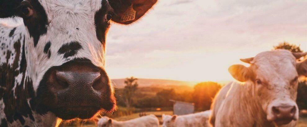 Carne di animali macellati senza nessun controllo sanitario sulle tavole di ignari consumatori: otto arresti in Calabria