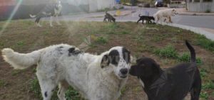 Emergenza randagismo: Il PD di Siderno e Ripartiamo da Siderno scrivono alla Commissione Straordinaria item-thumbnail