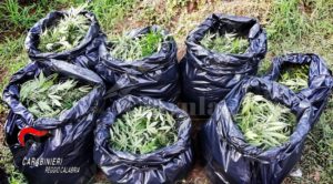 Condannati a 5 anni di reclusione i taurianovesi che furono beccati a coltivare oltre 3000 piante di marijuana a Cittanova item-thumbnail