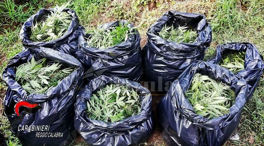 Condannati a 5 anni di reclusione i taurianovesi che furono beccati a coltivare oltre 3000 piante di marijuana a Cittanova
