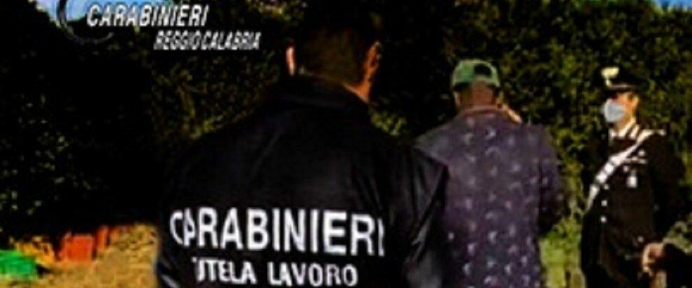 Lavoratori in nero in tre aziende agricole nella Piana di Gioia Tauro: sanzioni per oltre 50 mila euro