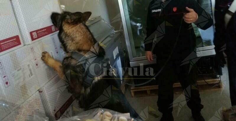 Sorpreso in possesso di 1,5 kg di hashish, arrestato