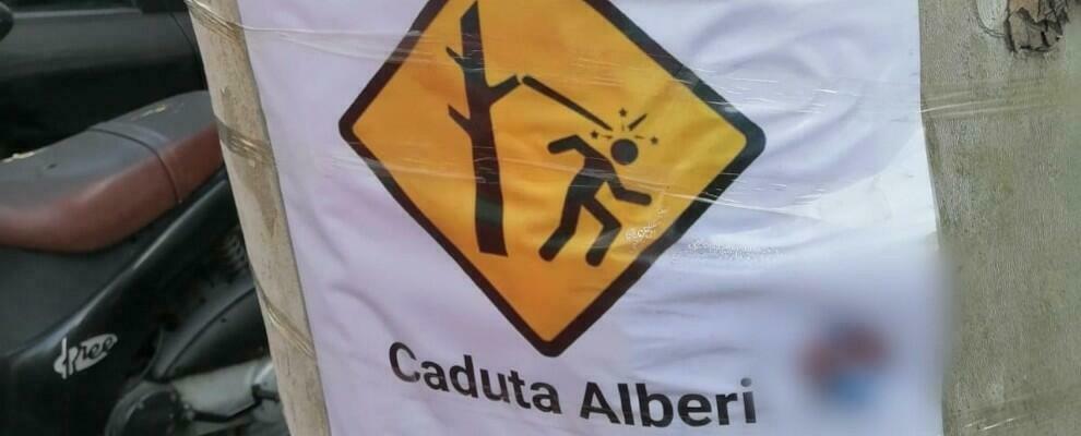 Reggio Calabria, cartelli di pericolo “caduta alberi” in città, Falcomatà: “Operazione di sciacallaggio politico”